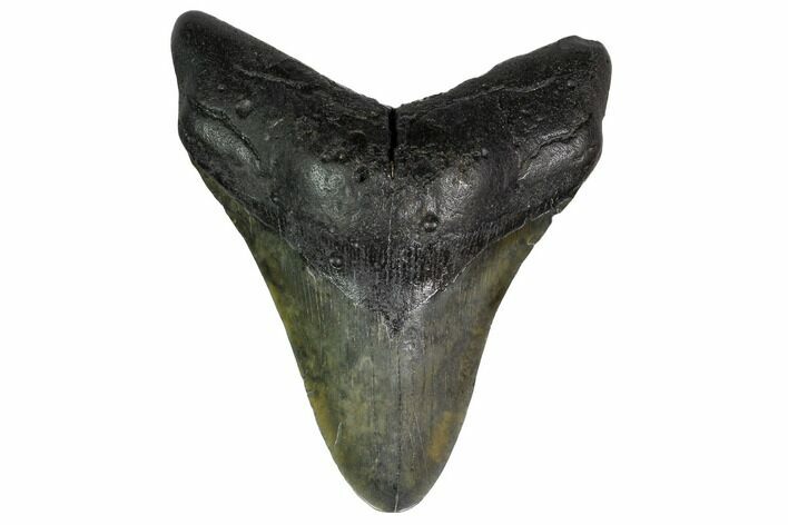 Fossil Megalodon Tooth - Georgia #151524